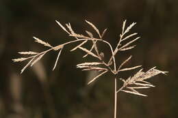 Image de Catapodium rigidum var. majus (C. Presl) M. Laínz