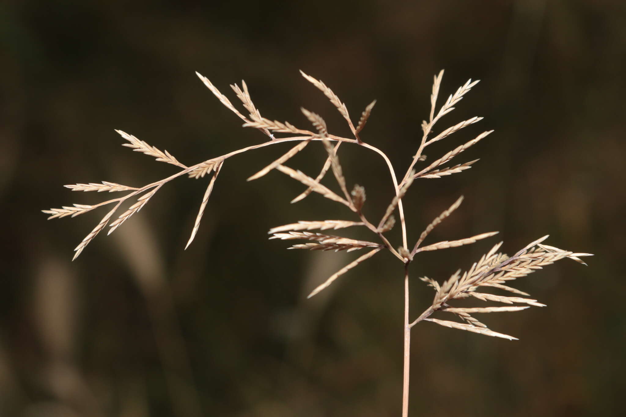 Слика од Catapodium rigidum var. majus (C. Presl) M. Laínz