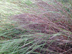 Imagem de Schizachyrium scoparium (Michx.) Nash