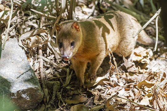 Kalın kuyruklu opossum resmi