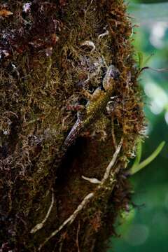 Image of Green Spiny Lizard