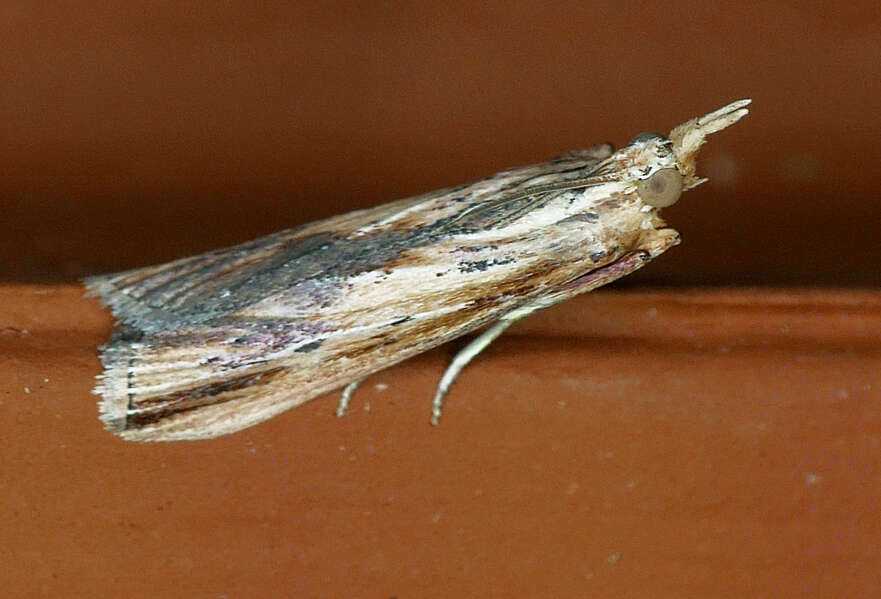 Ancylostomia resmi