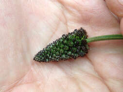 Image of Ribwort Plantain