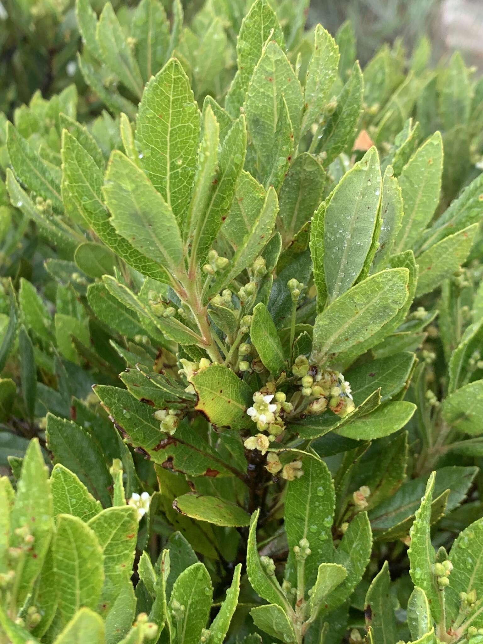 Image of Gerrardina foliosa Oliv.