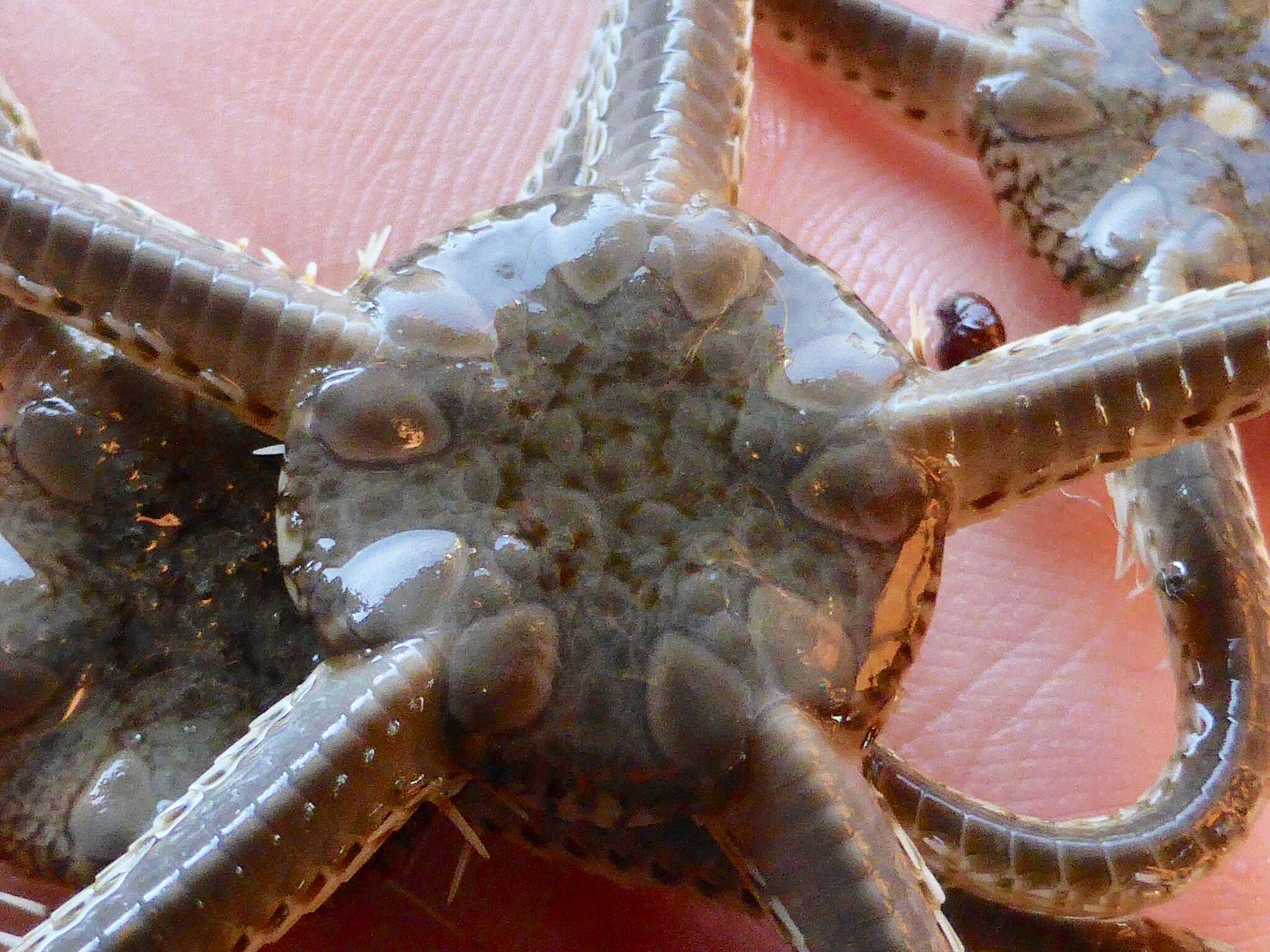 Image of Notched brittle star