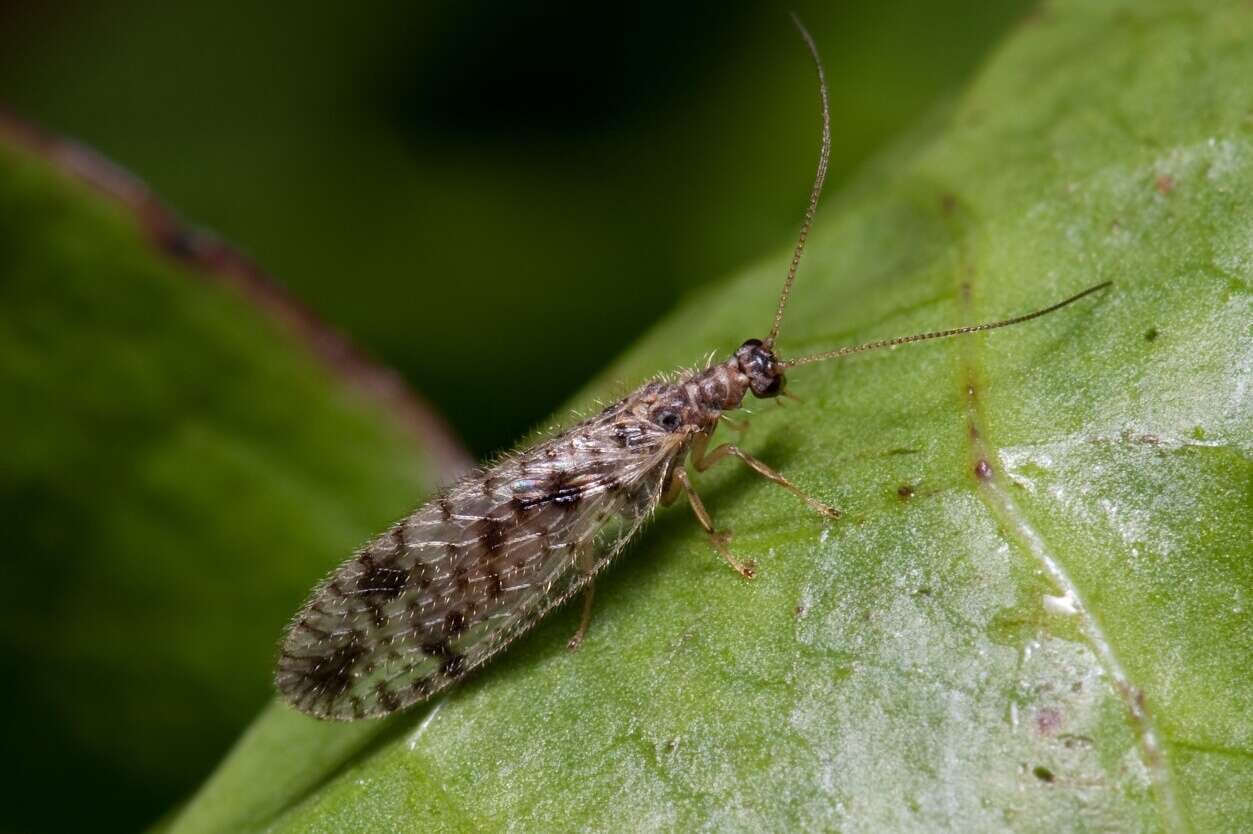 Image of Brown lacewing