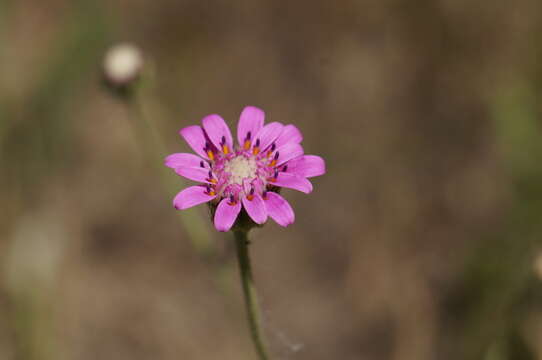 صورة Leucheria viscida (Bert. ex Colla) J. V. Crisci