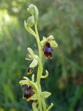 Слика од Ophrys insectifera subsp. aymoninii Breistr.