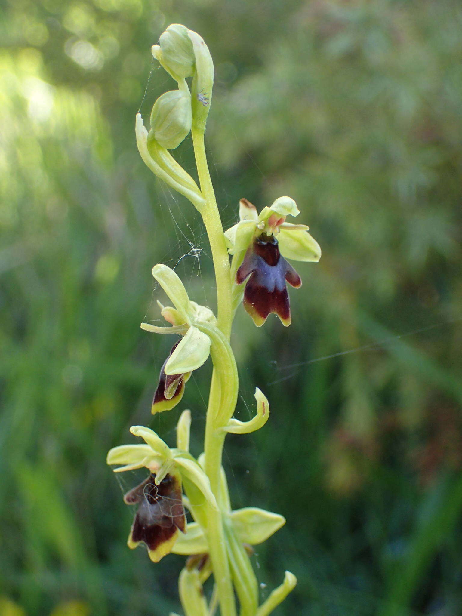 Image of Ophrys insectifera subsp. aymoninii Breistr.