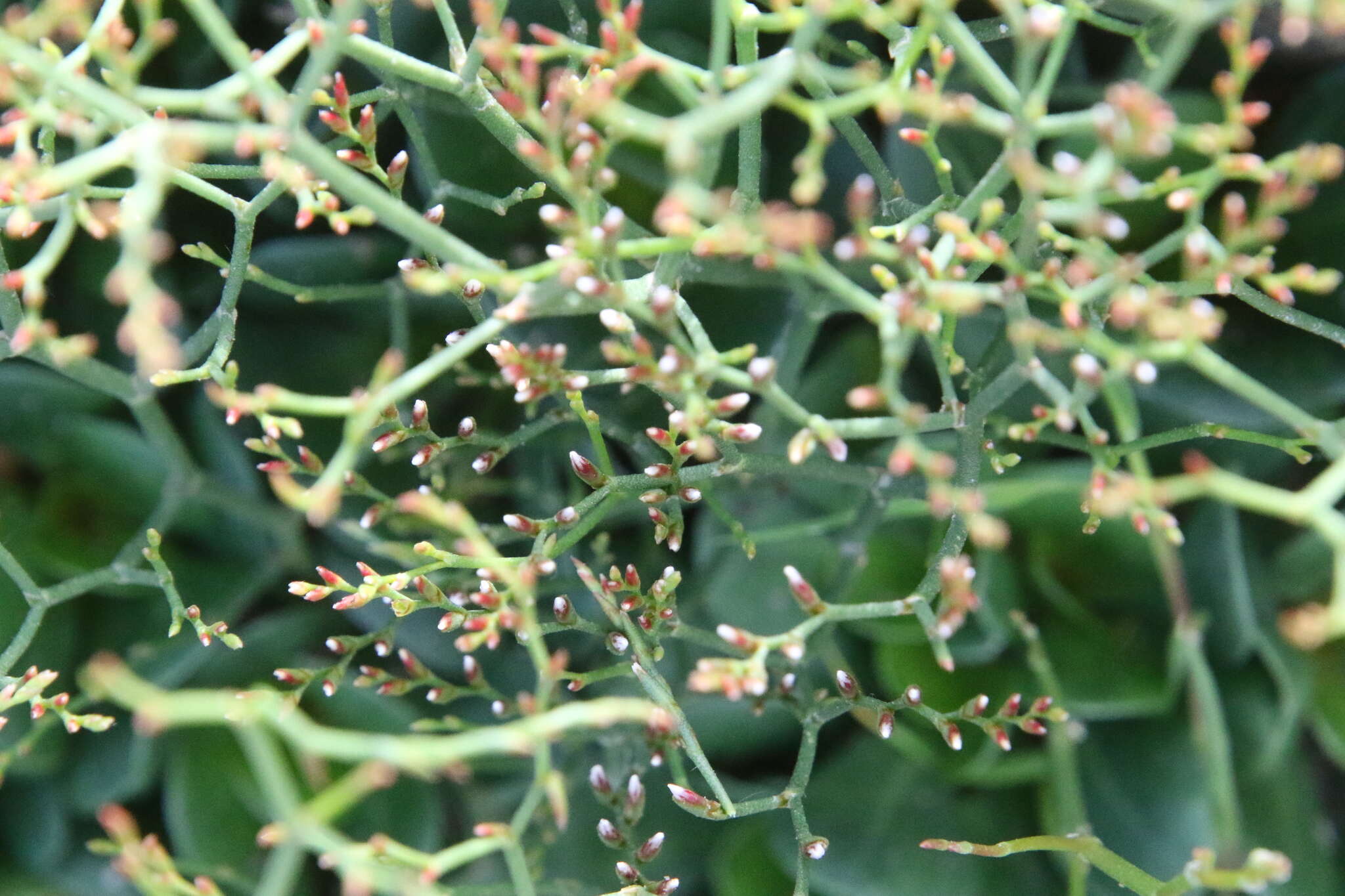 Image of European sea lavendar