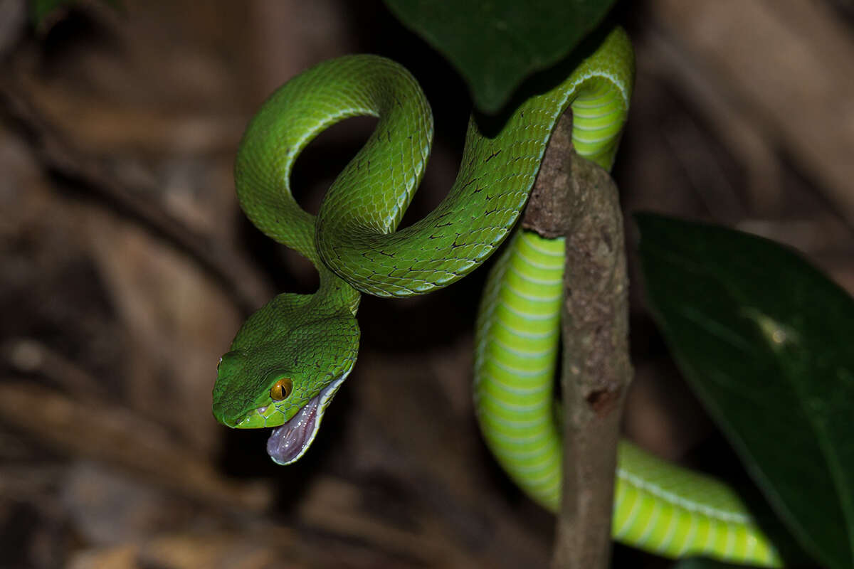 Sivun Trimeresurus macrops Kramer 1977 kuva