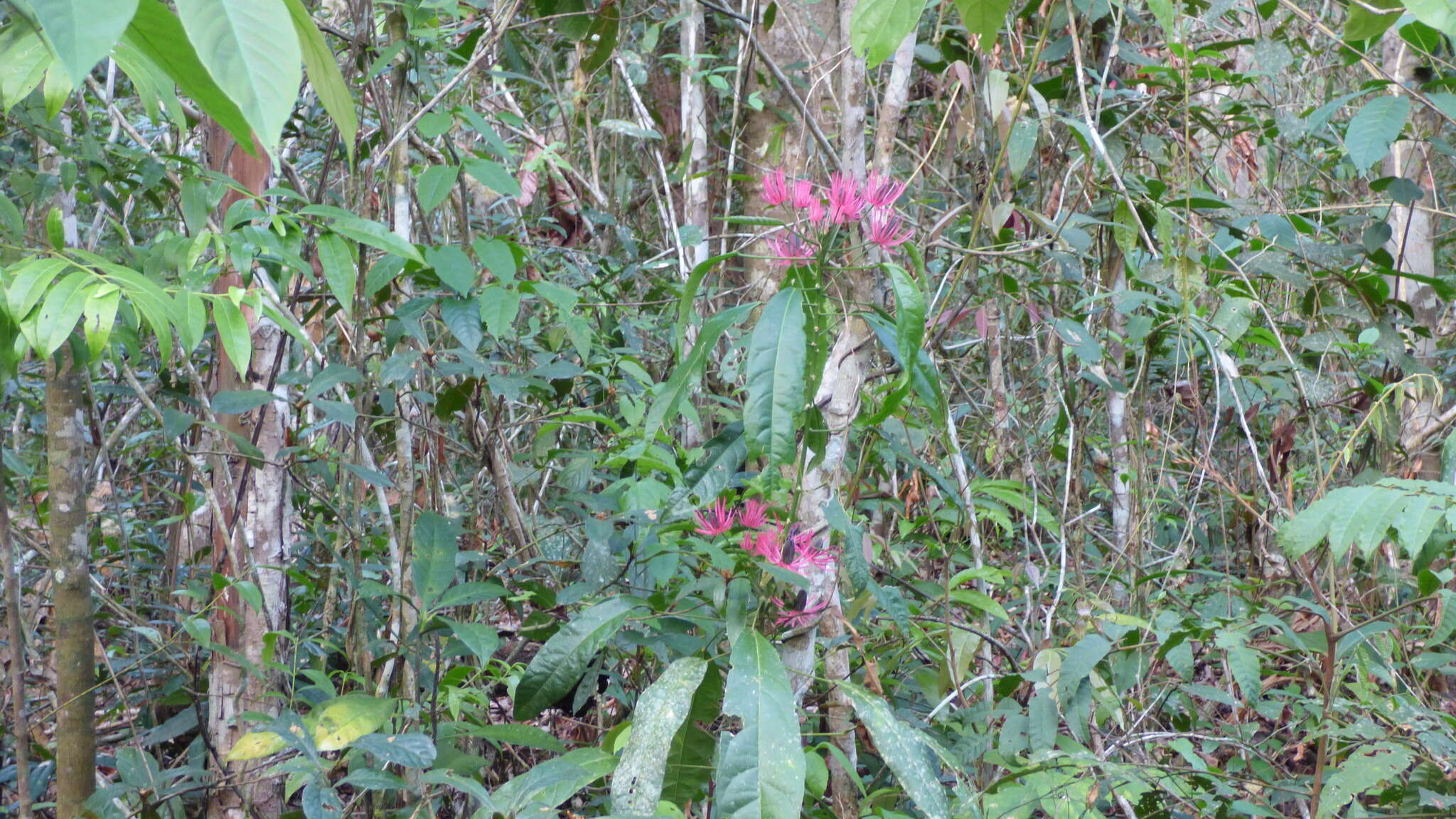 Image of Pavonia multiflora A. St.-Hil.