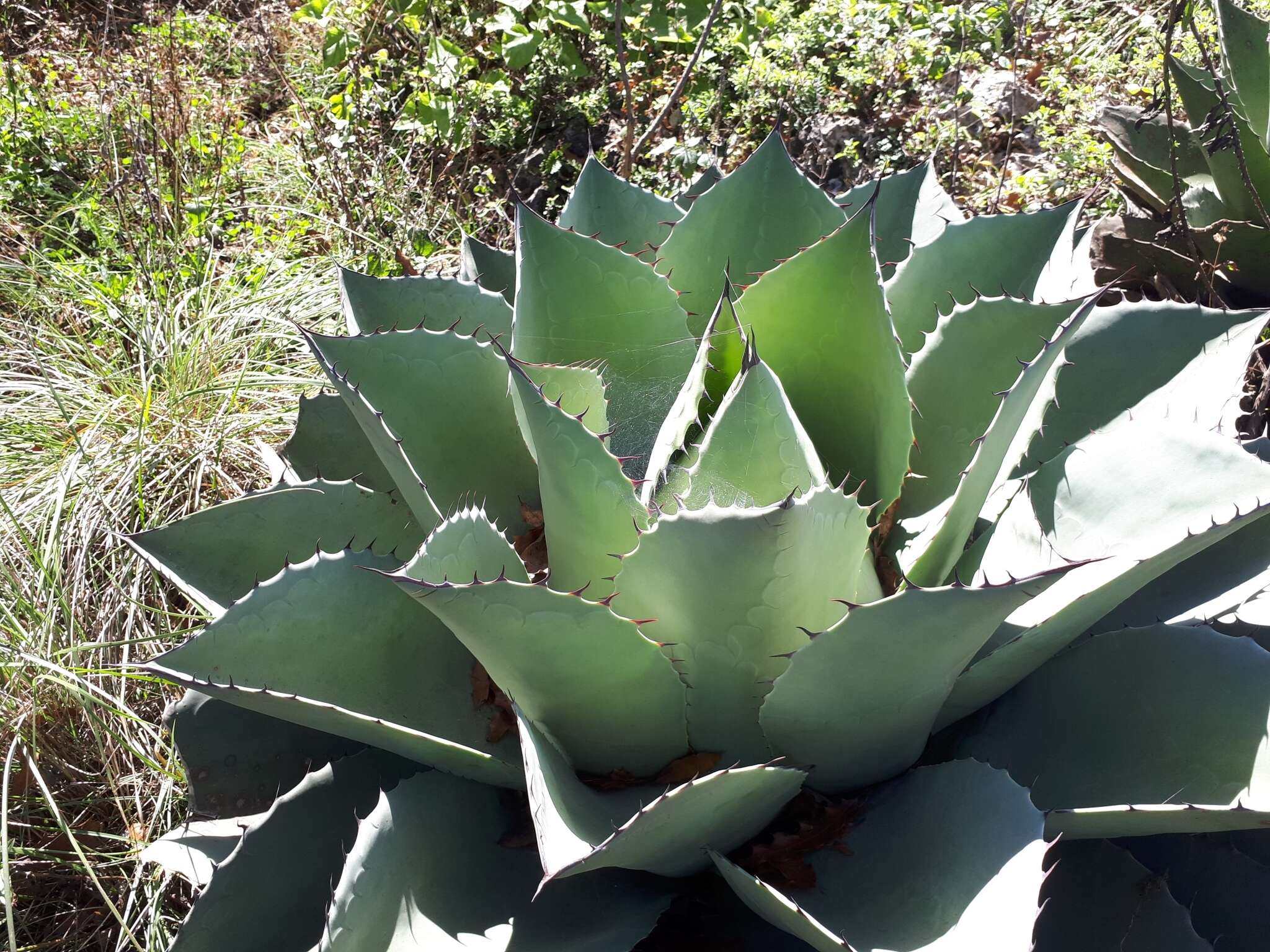 Image de Agave ovatifolia G. D. Starr & Villarreal