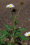 Plancia ëd Argyranthemum broussonetii (Pers.) C. J. Humphries