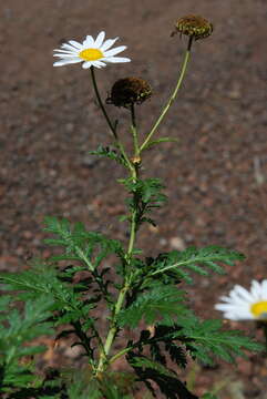 Image of Argyranthemum broussonetii (Pers.) C. J. Humphries