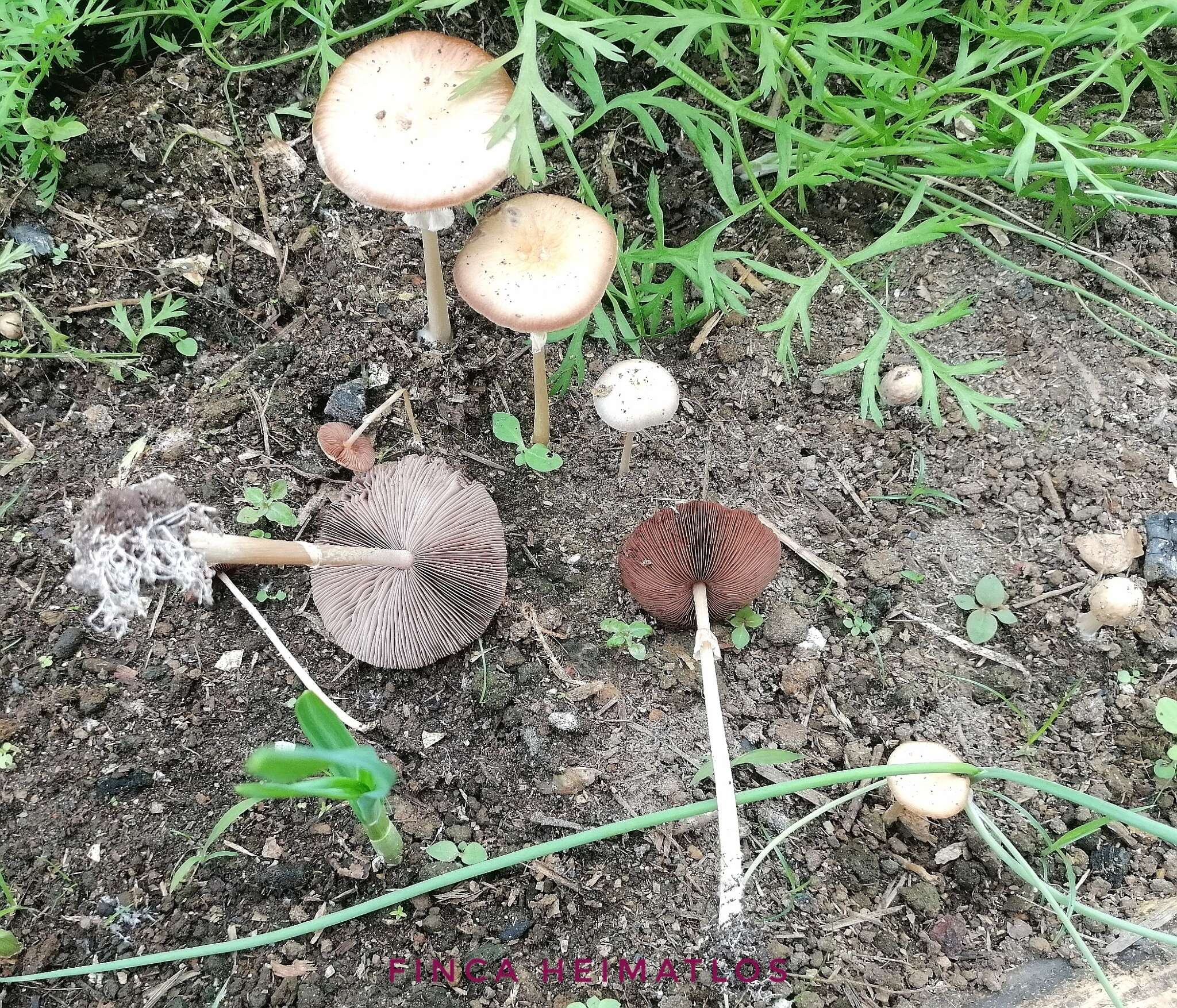 Image de Agrocybe rivulosa Nauta 2003