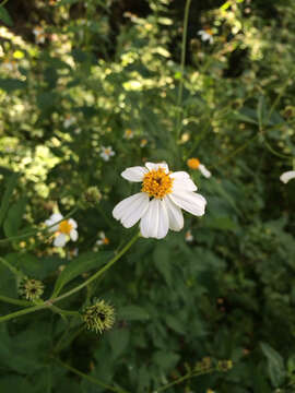 Plancia ëd Bidens alba (L.) DC.