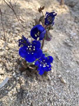 Image of Charlotte's phacelia