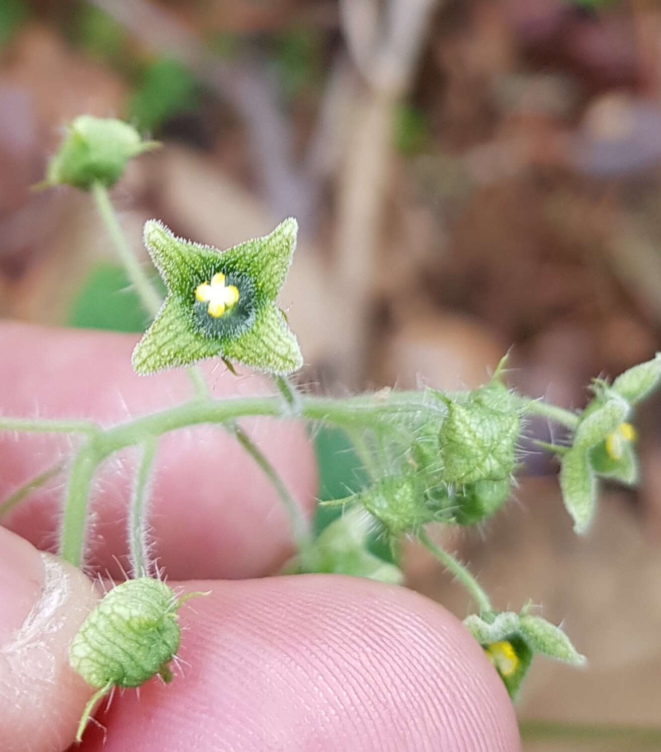 Image of Microsechium palmatum (Ser.) Cogn.