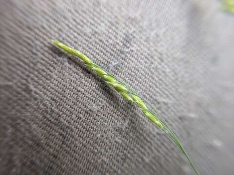 Imagem de Torreyochloa pallida var. fernaldii (Hitchc.) T. Koyama & Kawano