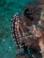 Image of Variable Blenny