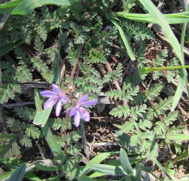 Imagem de Erodium cicutarium (L.) L'Her.