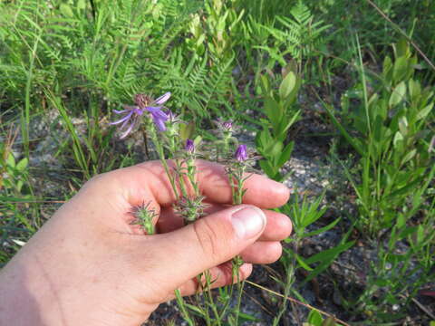 Image of Symphyotrichum plumosum (Small) Semple