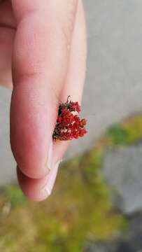 Image of Mossy Stonecrop