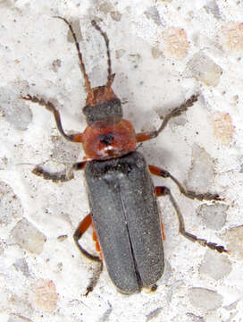 Image of Cantharis rustica Fallén 1807