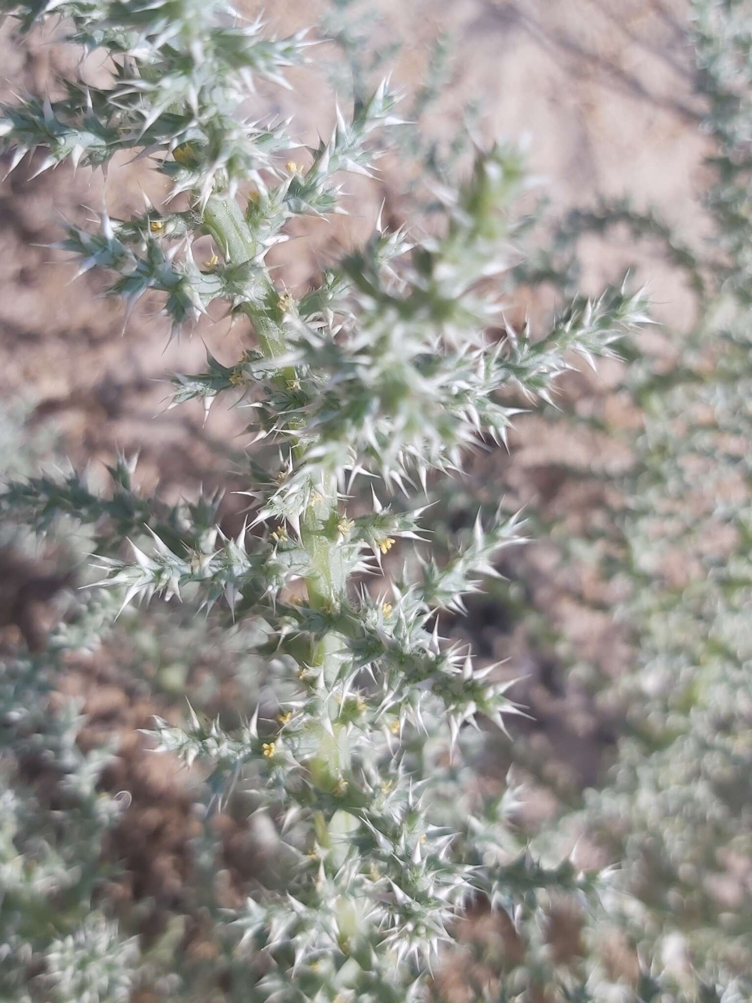 Imagem de Cornulaca aucheri Moq.