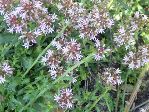 Image of Lobelia jasionoides (A. DC.) E. Wimm.