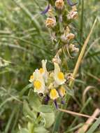 Image de Linaria triphylla (L.) Mill.