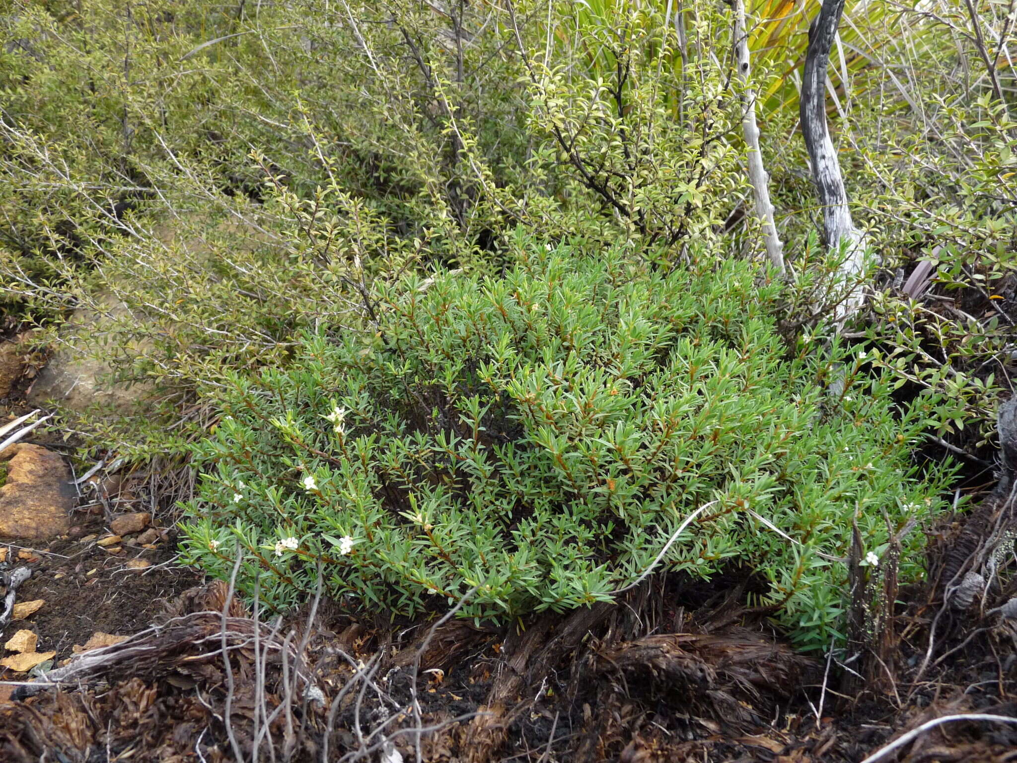 Image of Pimelea suteri T. Kirk