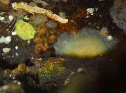 Image of yellow-plumed sea slug