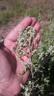 Plancia ëd Chenopodium berlandieri Moq.