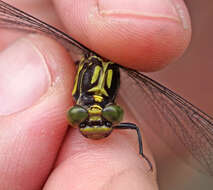 Image of Riverine Clubtail