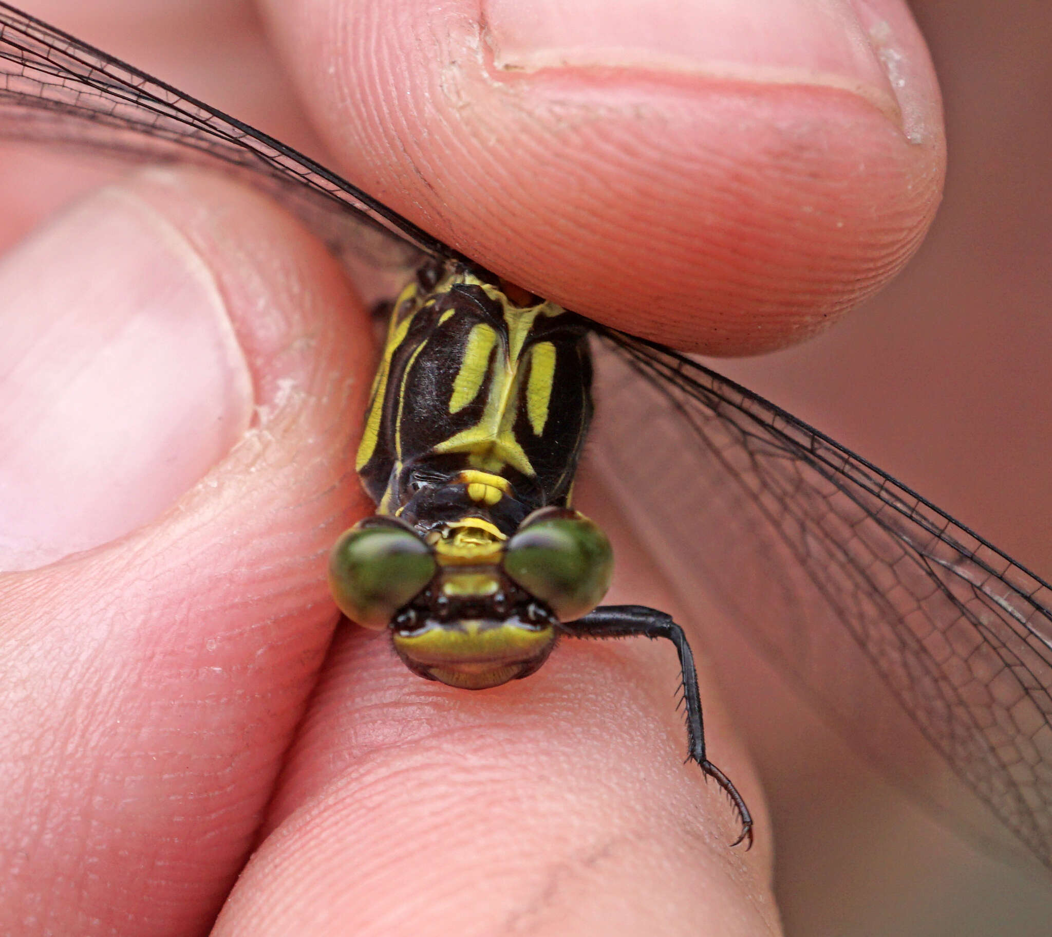 Image of Riverine Clubtail