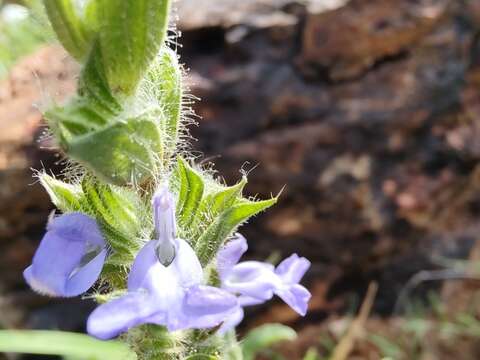 Image of Salvia hirsuta Jacq.