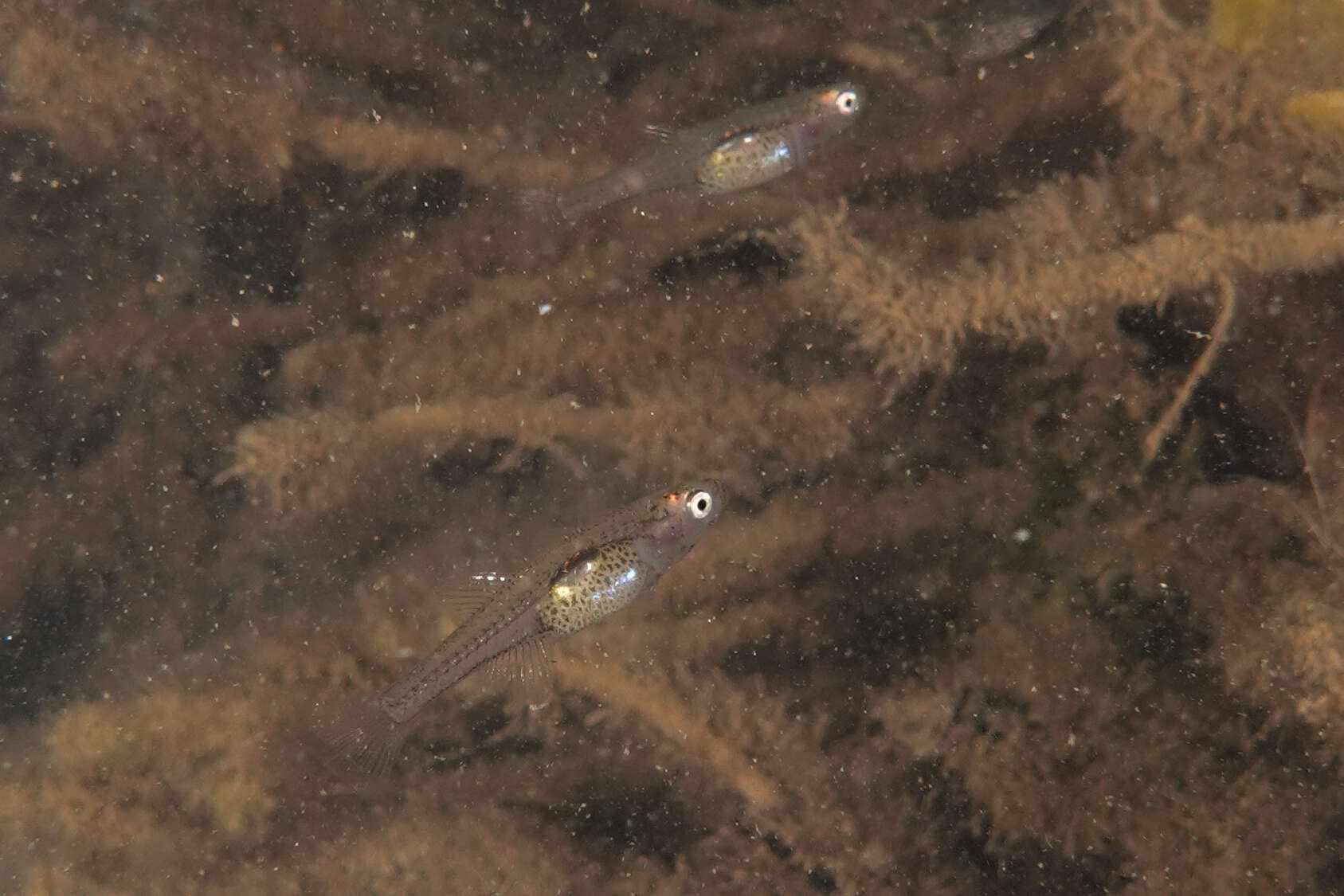 Image of Glass goby