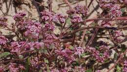 Image of Ben Lomond spineflower