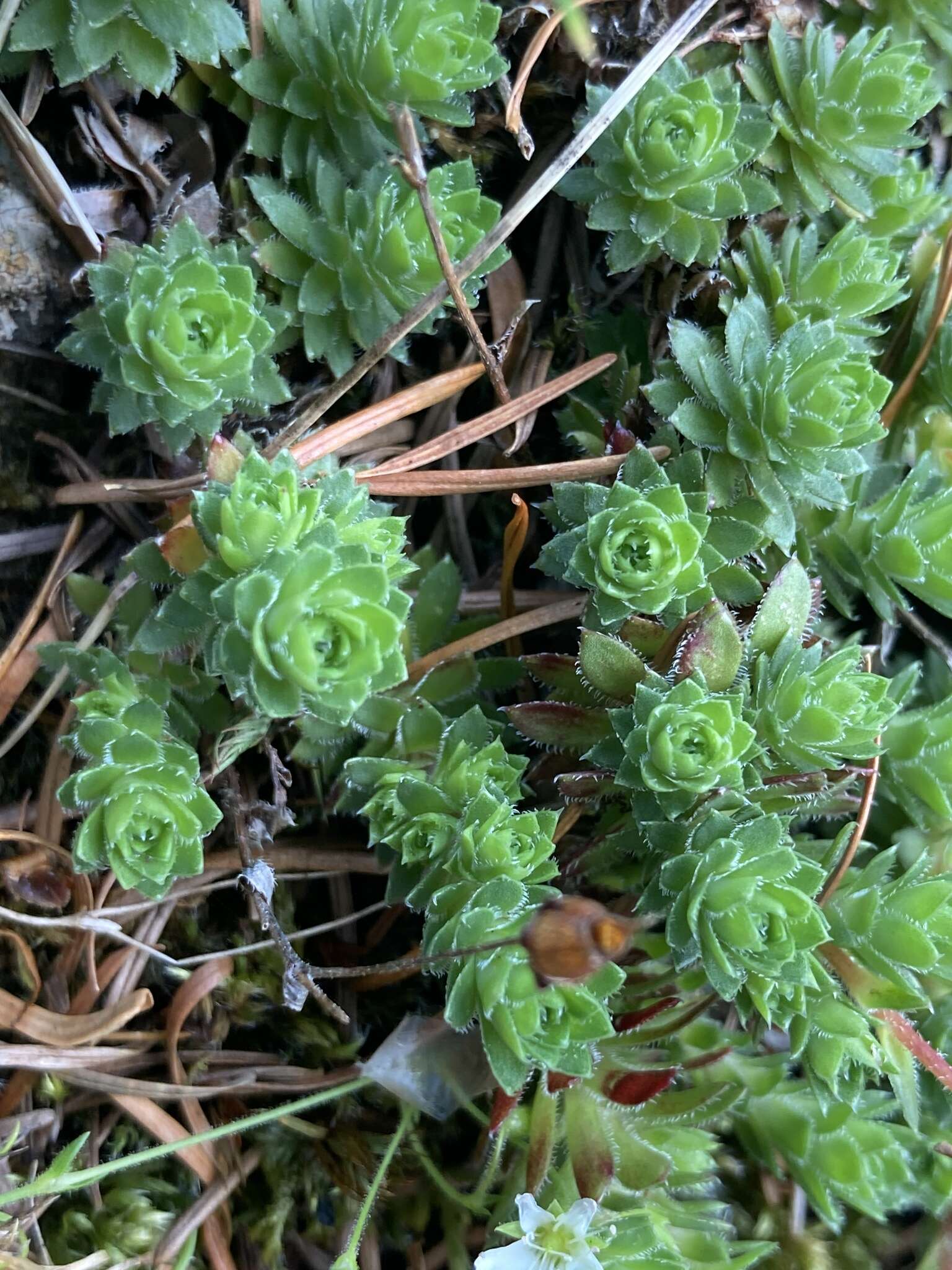 Image of Yellow-Dot Saxifrage