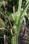 Image of Frank's sedge