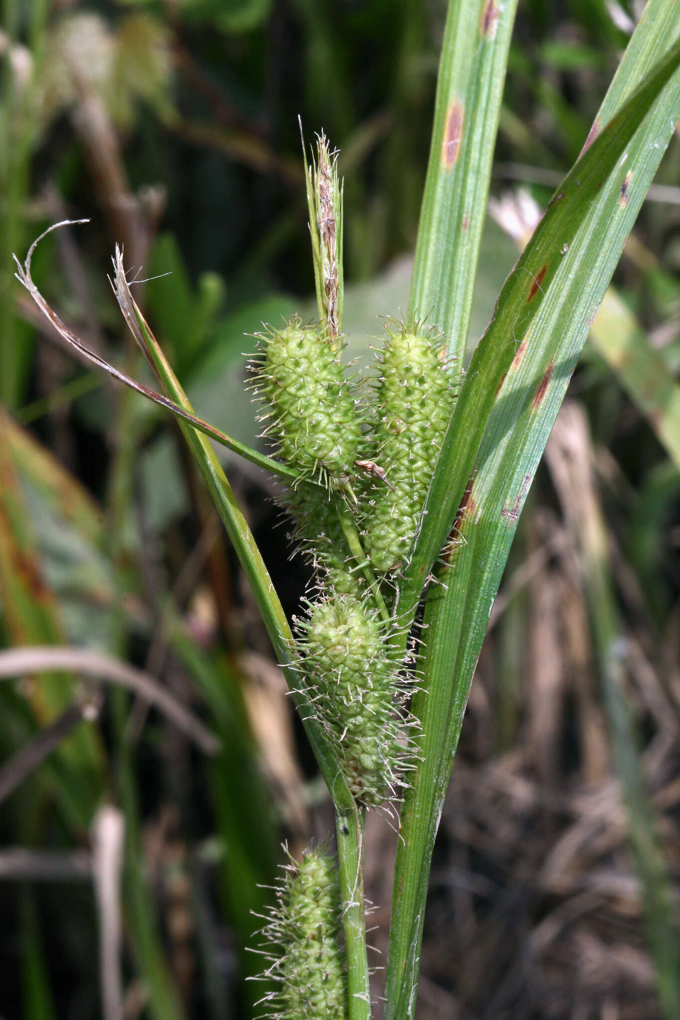 Image of Frank's sedge