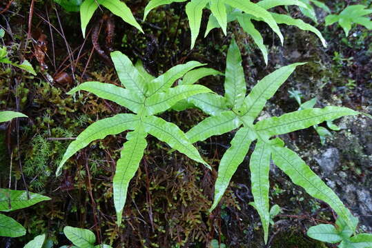 Plancia ëd Pichisermollodes quasidivaricata (Hayata) Fraser-Jenk.