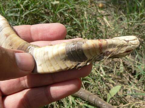 Image of Central Asian Cobra