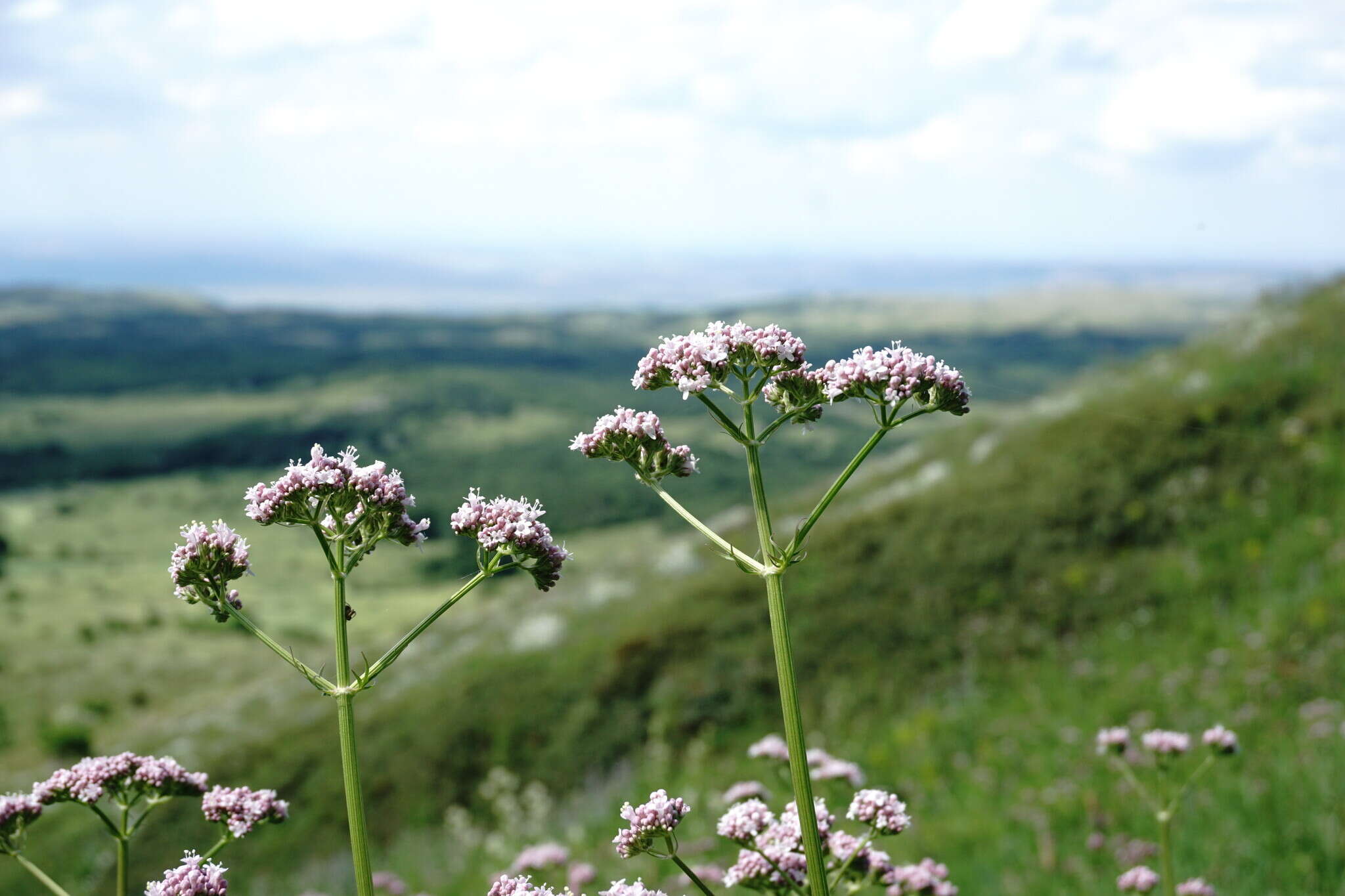 Image of Valeriana grossheimii Vorosh.