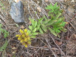 Image of <i>Sedum selskianum</i> Regel & Maak