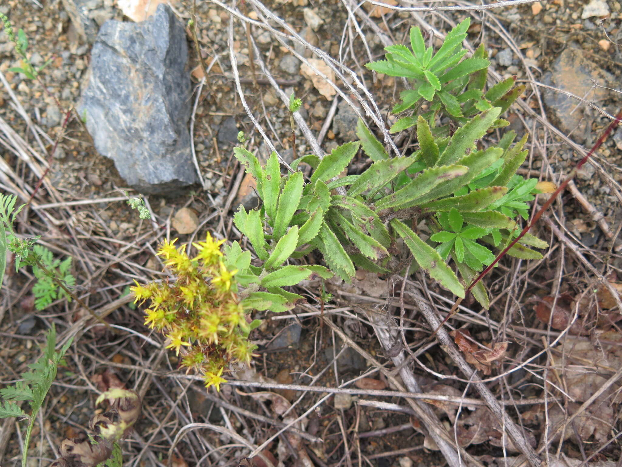 Image of <i>Sedum selskianum</i> Regel & Maak