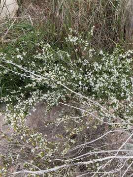 Image of Cyphanthera anthocercidea (F. Müll.) L. Haegi