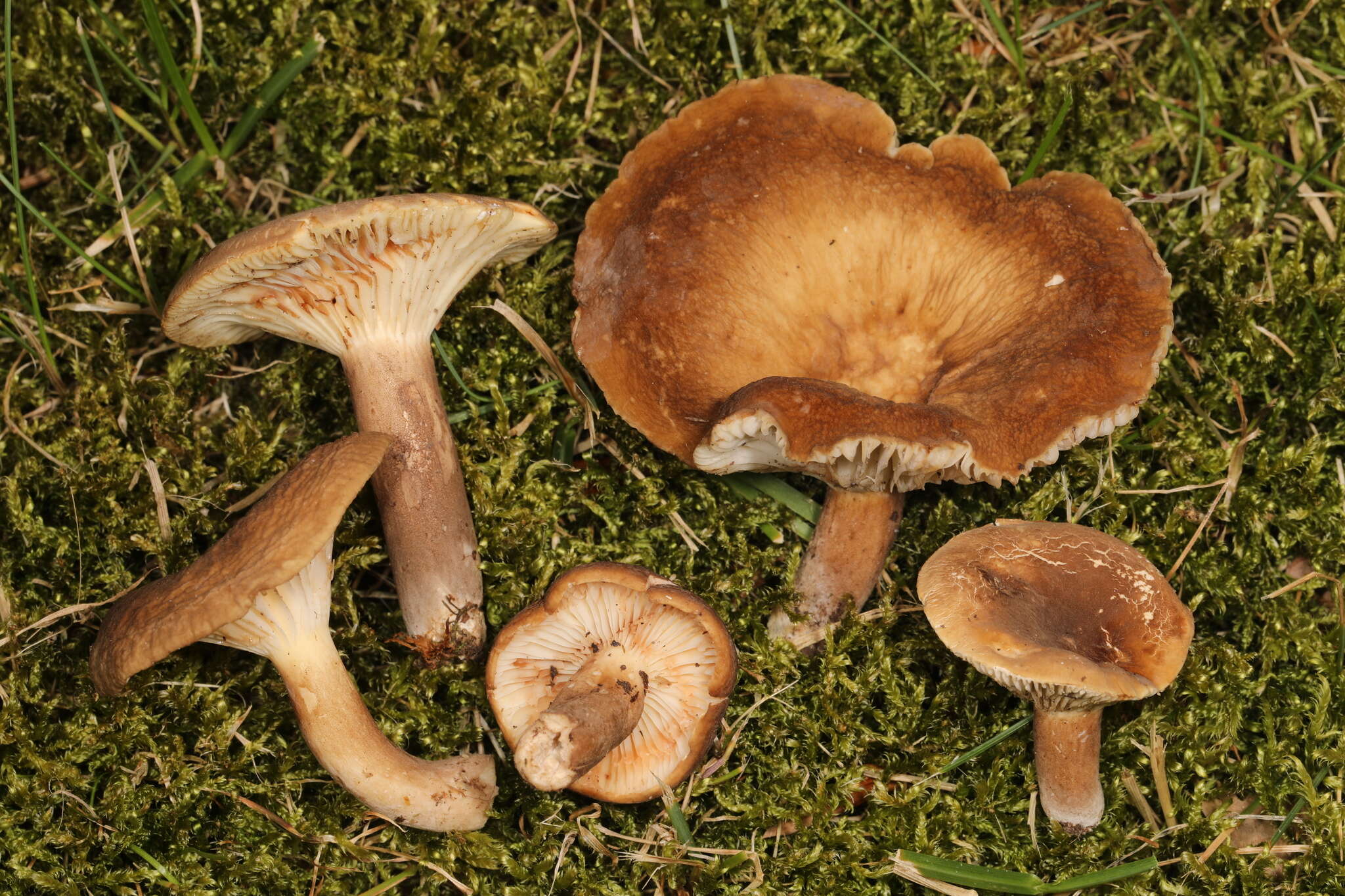 Imagem de Lactifluus petersenii (Hesler & A. H. Sm.) Stubbe 2012